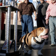 Image for article titled WTF? Ugliest Dog Contest Winner Walle Is Actually Pretty Cute